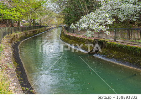 春の琵琶湖疏水 京都市 春の琵琶湖疏水 京都市 138893832