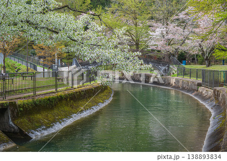 春の琵琶湖疏水　京都市 138893834