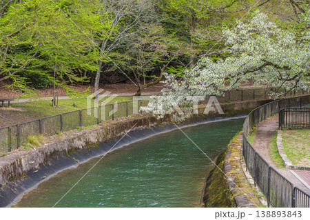 春の琵琶湖疏水　京都市 138893843