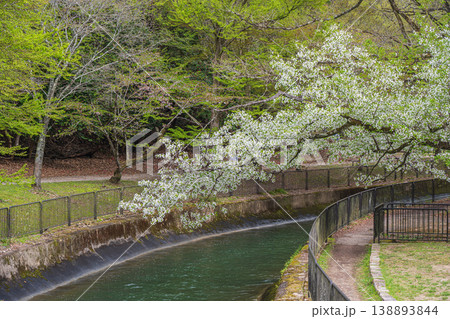 春の琵琶湖疏水 京都市 春の琵琶湖疏水 京都市 138893844