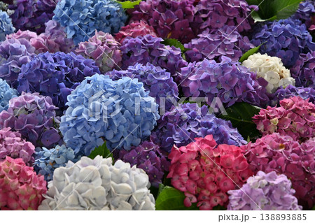 カラフルな紫陽花 カラフルな紫陽花 138893885