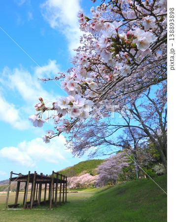 ことなみ土器どき公園の桜2026 香川県まんのう町17 ことなみ土器どき公園の桜2026 香川県まんのう町17 138893898