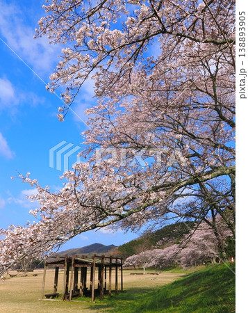ことなみ土器どき公園の桜2026 香川県まんのう町9 ことなみ土器どき公園の桜2026 香川県まんのう町9 138893905