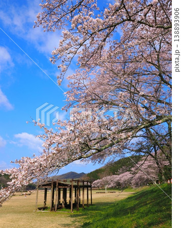 ことなみ土器どき公園の桜2026　香川県まんのう町10 138893906