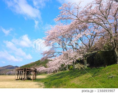 ことなみ土器どき公園の桜2026 香川県まんのう町8 ことなみ土器どき公園の桜2026 香川県まんのう町8 138893907