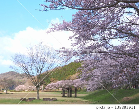 ことなみ土器どき公園の桜2026 香川県まんのう町4 ことなみ土器どき公園の桜2026 香川県まんのう町4 138893911
