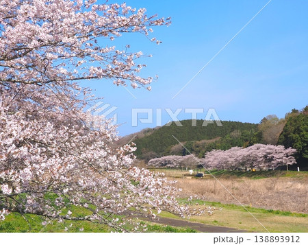 ことなみ土器どき公園の桜2026　香川県まんのう町3 138893912