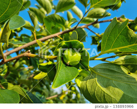 This is a persimmon tree that is starting to produce fruit. 138893966