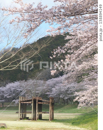 ことなみ土器どき公園の桜2026　香川県まんのう町19 138894149