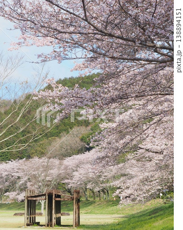 ことなみ土器どき公園の桜2026　香川県まんのう町21 138894151
