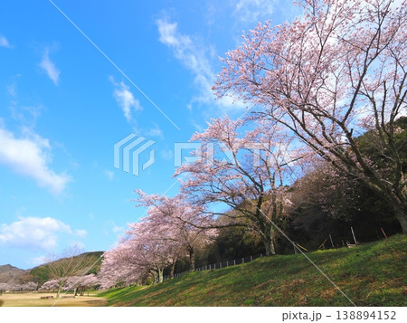 ことなみ土器どき公園の桜2026 香川県まんのう町22 ことなみ土器どき公園の桜2026 香川県まんのう町22 138894152