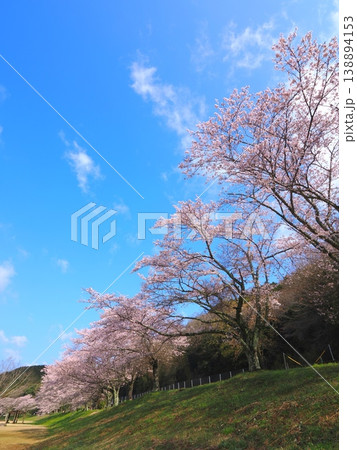 ことなみ土器どき公園の桜2026 香川県まんのう町23 ことなみ土器どき公園の桜2026 香川県まんのう町23 138894153