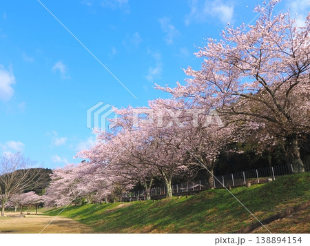 ことなみ土器どき公園の桜2026 香川県まんのう町24 ことなみ土器どき公園の桜2026 香川県まんのう町24 138894154