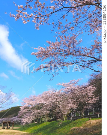 ことなみ土器どき公園の桜2026　香川県まんのう町26 138894156