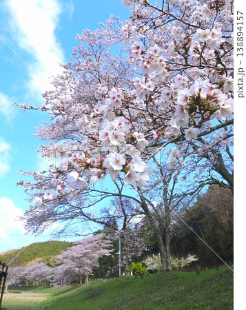 ことなみ土器どき公園の桜2026 香川県まんのう町18 ことなみ土器どき公園の桜2026 香川県まんのう町18 138894157