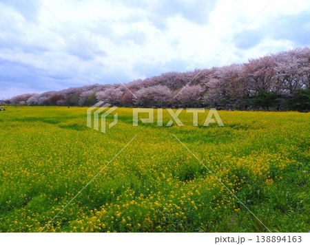 幸手市権現堂桜堤の満開の桜と菜の花 幸手市権現堂桜堤の満開の桜と菜の花 138894163