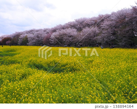 幸手市権現堂桜堤の満開の桜と菜の花 幸手市権現堂桜堤の満開の桜と菜の花 138894164