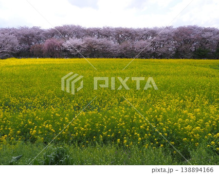 幸手市権現堂桜堤の満開の桜と菜の花 138894166