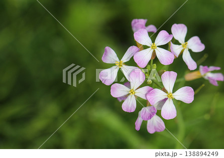ハマダイコンの花とやわらかなグリーン背景のボケ 138894249