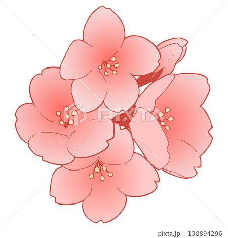 桜の花 桜の花 138894296