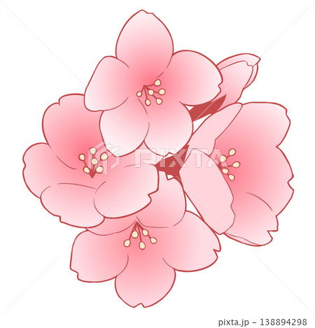桜の花 桜の花 138894298