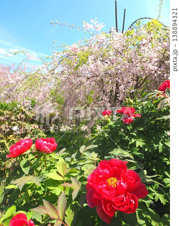 善通寺市五岳の里市民集いの丘公園の春 香川県善通寺市44 善通寺市五岳の里市民集いの丘公園の春 香川県善通寺市44 138894321