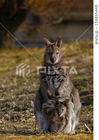 detail of female of red necked wallaby with baby in bag 138895448