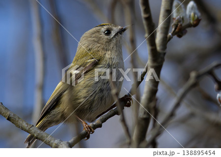 Goldcrest (Regulus regulus) perching on tree. 138895454