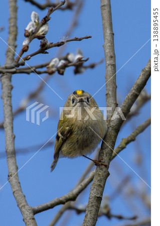 Goldcrest (Regulus regulus) perching on tree. 138895455