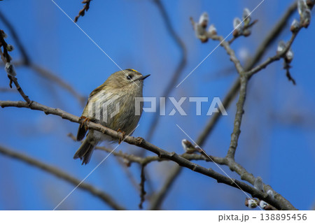 Goldcrest (Regulus regulus) perching on tree. Goldcrest (Regulus regulus) perching on tree. 138895456