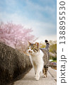 桜と猫 春のお散歩（Cherry blossoms and a cat walking） 138895530
