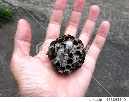 てのひらの上にある下面が上に向いたアシナガバチの巣 てのひらの上にある下面が上に向いたアシナガバチの巣 138895540