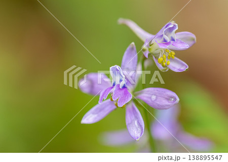 セリバヒエンソウの小さな紫の花 マクロ撮影 春の野草 138895547