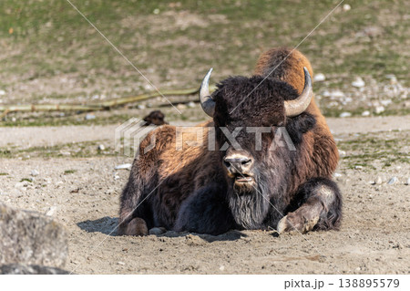 American buffalo known as bison, Bos bison in a german park American buffalo known as bison, Bos bison in a german park 138895579