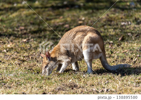 The agile wallaby, Macropus agilis also known as the sandy wallaby The agile wallaby, Macropus agilis also known as the sandy wallaby 138895580