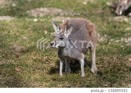 The red kangaroo, Macropus rufus is the largest of all kangaroos and the largest extant marsupial. 138895581