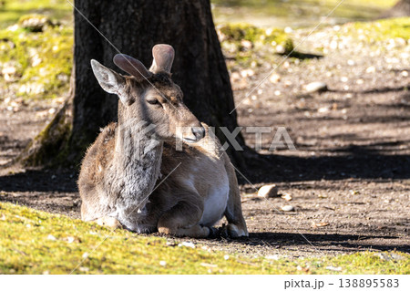 The fallow deer, Dama mesopotamica is a ruminant mammal The fallow deer, Dama mesopotamica is a ruminant mammal 138895583
