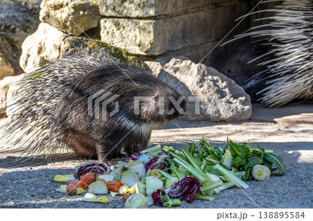 Indian crested Porcupine, Hystrix indica in a german nature park Indian crested Porcupine, Hystrix indica in a german nature park 138895584
