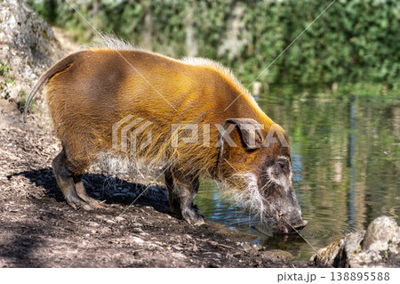 Red river hog, Potamochoerus porcus, also known as the bush pig. Red river hog, Potamochoerus porcus, also known as the bush pig. 138895588