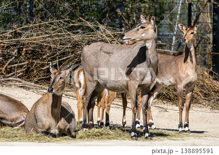 The nilgai or blue cow. Boselaphus tragocamelus is the largest Asian antelope The nilgai or blue cow. Boselaphus tragocamelus is the largest Asian antelope 138895591