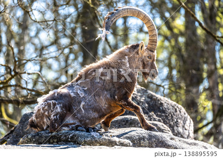 Alpine ibex, Capra ibex is a species of wild goat that lives in the mountains of the European Alps. 138895595