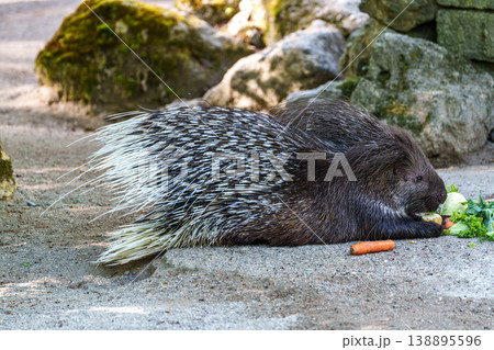 Indian crested Porcupine, Hystrix indica in a german nature park 138895596