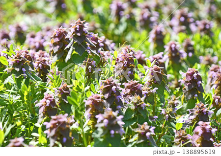 ヒメオドリコソウ（姫踊子草） 138895619