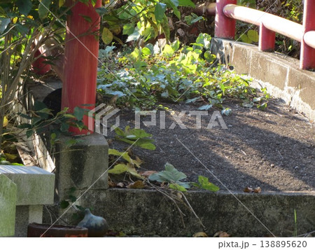 2014年・香川・観音寺・八幡・風景・琴引公園・其の七十一 138895620