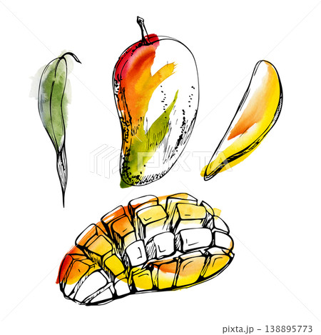 Juicy full, sliced and diced mango pieces, golden tropical flesh. Isolated illustration hand drawn in watercolor and ink. Smoothie branding, drink menus, summer advertising, exotic fruit packaging Juicy full, sliced and diced mango pieces, golden tropical flesh. Isolated illustration hand drawn in watercolor and ink. Smoothie branding, drink menus, summer advertising, exotic fruit packaging 138895773