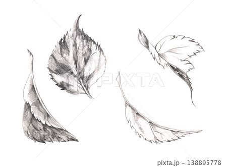 Vintage serrated leaves of hydrangea flower, viburnum hibiscus bush, berry shrubs, beech or lime tree. Botanical plant illustration hand drawn with fine pencil sketch lines, vein shading and details. Vintage serrated leaves of hydrangea flower, viburnum hibiscus bush, berry shrubs, beech or lime tree. Botanical plant illustration hand drawn with fine pencil sketch lines, vein shading and details. 138895778
