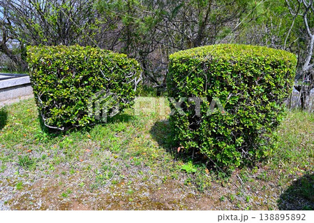A neatly mowed hedge A neatly mowed hedge 138895892