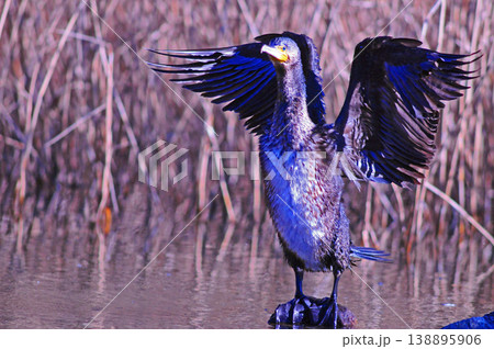 翼を広げるカワウ 翼を広げるカワウ 138895906