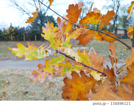 Yellow autumn leaves of the English oak on the branches in a city park Yellow autumn leaves of the English oak on the branches in a city park 138896121