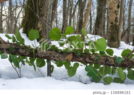 Green heart shaped leaves on a branch in the forest in winter. 138896181